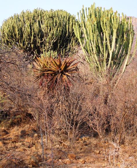 Euphorbia ingens in habitat: Photographed by Judd Kirkel